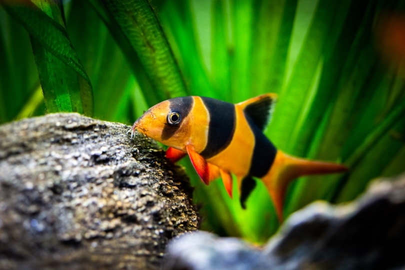 clown-loaches_Joan-Carles-Juarez_Shutterstock