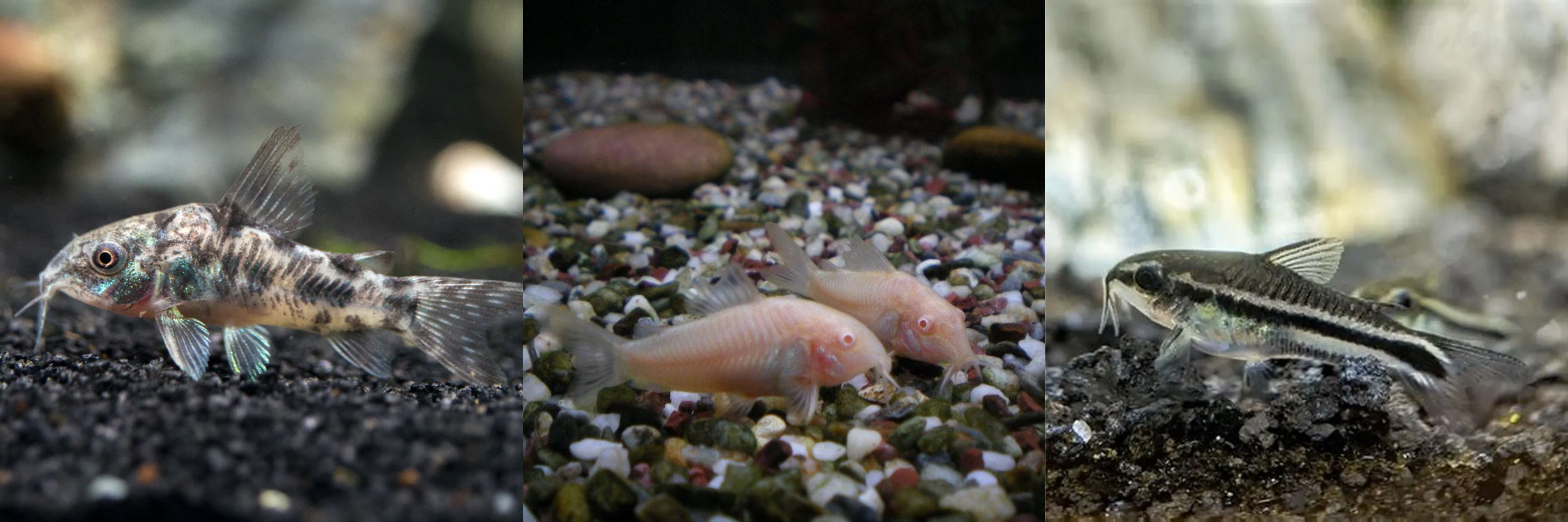 corys