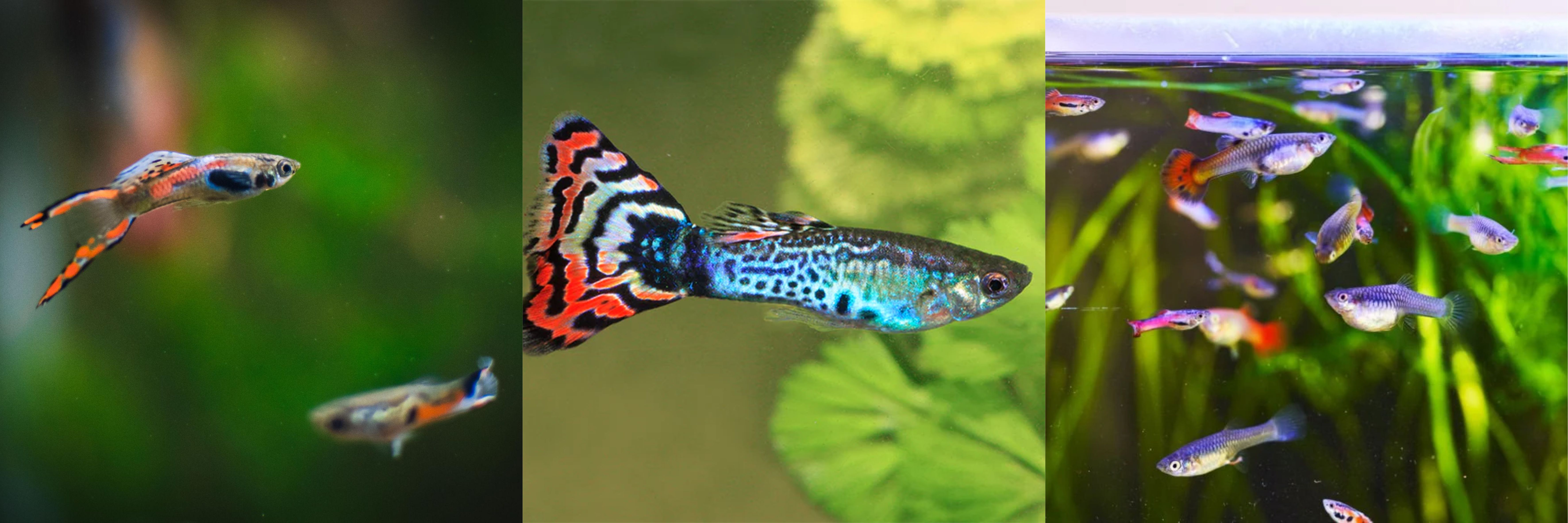 guppies