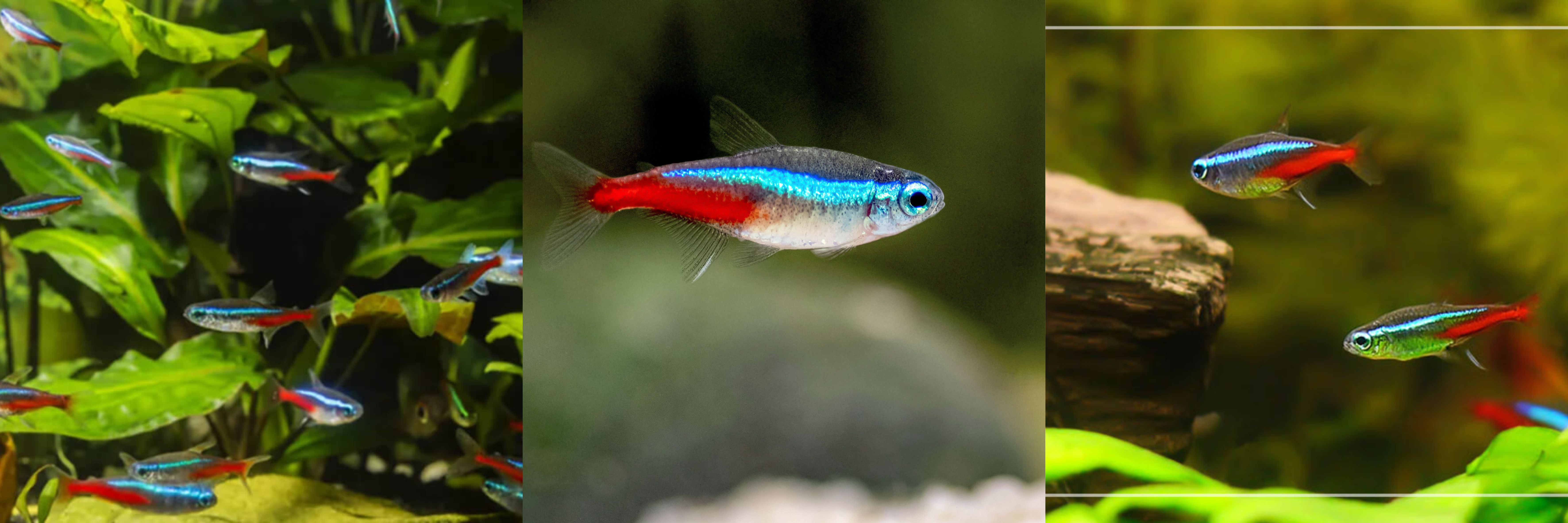 neon tetra
