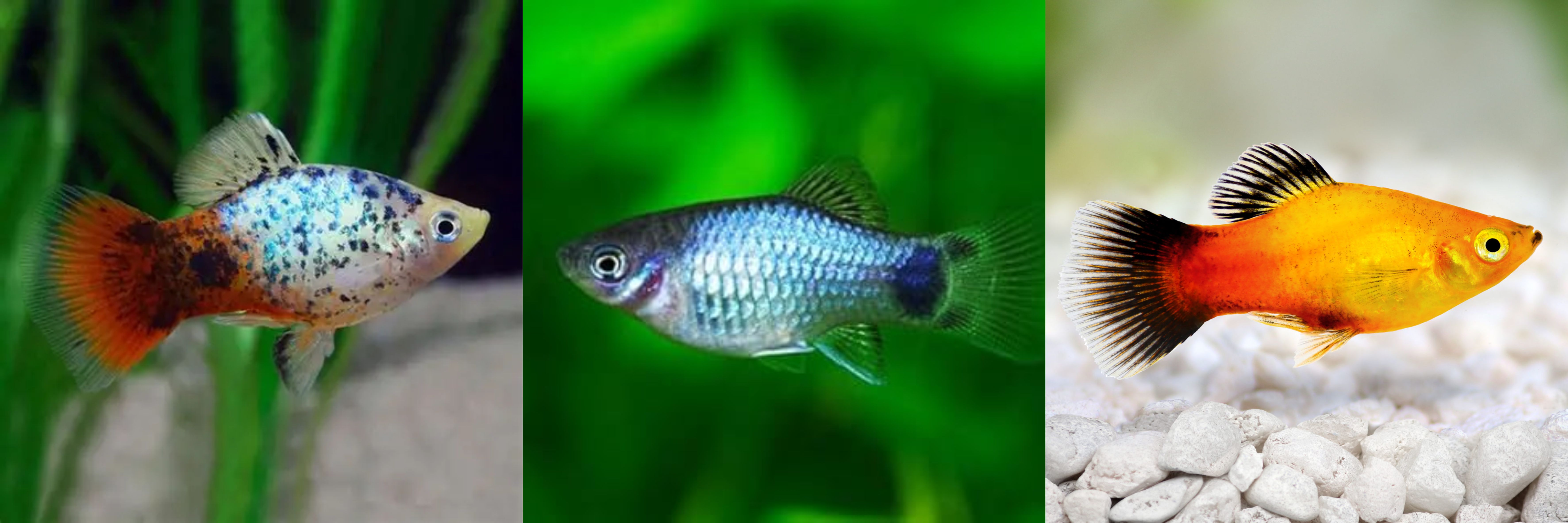 platy